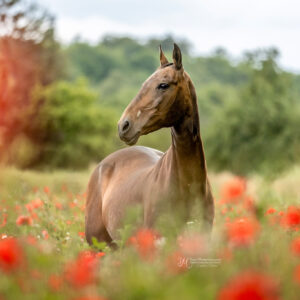 manadis_mohn_09